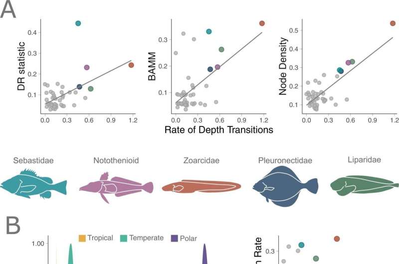 Study reveals biodiversity engine for fishes: Shifting water depth