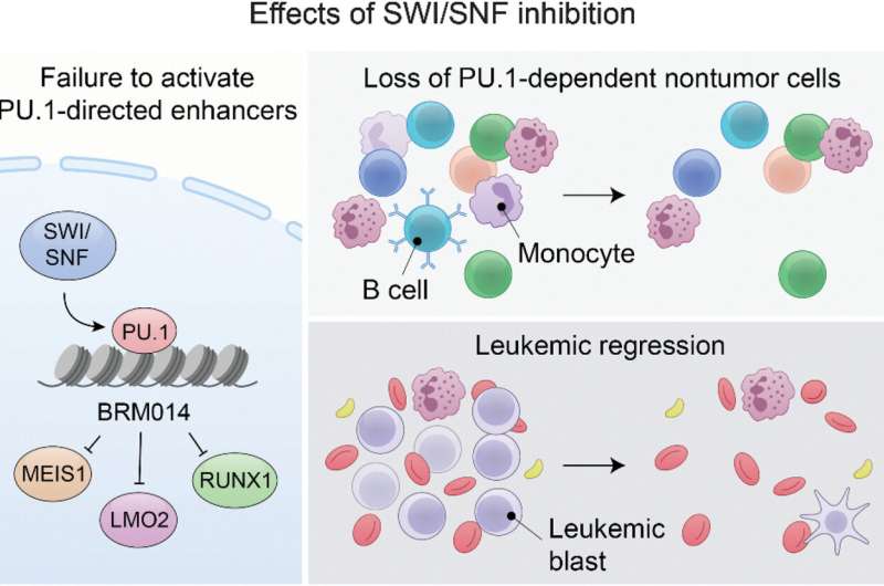 Study reveals epigenetic vulnerability of acute myeloid leukemia