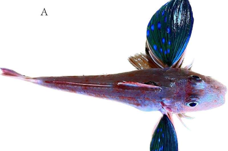 Study Reveals High-quality Chromosome-level Reference Genome of Chelidonichthys spinosus