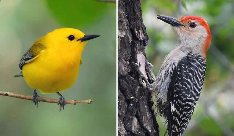 Study reveals how birds track environmental conditions across the seasons