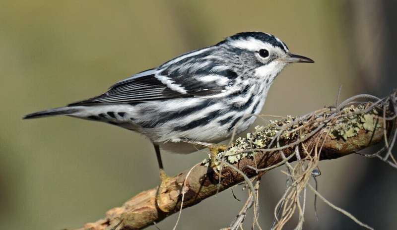 Study reveals how birds track environmental conditions across the seasons