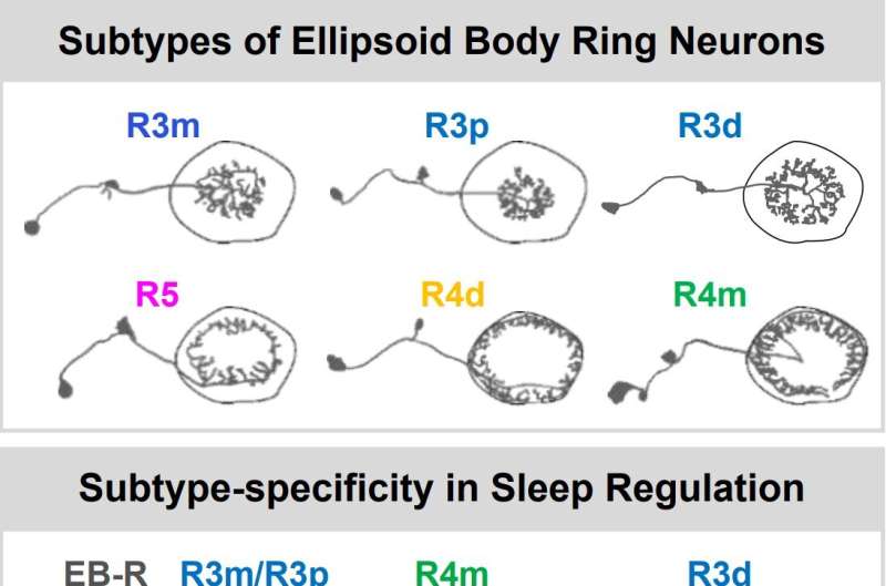 Study reveals how ellipsoid body ring neurons regulate sleep in drosophila