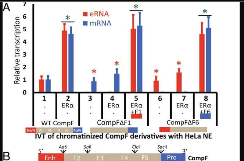 Study reveals key aspect of the finely tuned regulation of gene expression