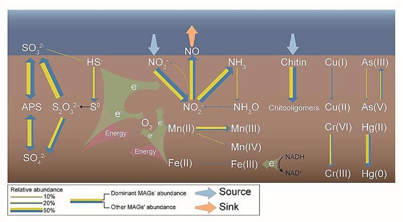 Study reveals metabolic capacities of microorganisms in ferromanganese nodule sediments