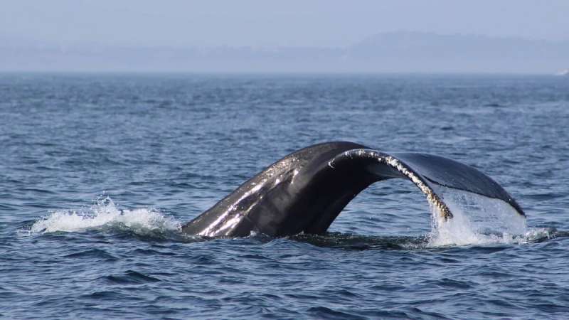 Study reveals solutions to reduce whale entanglement in Scotland's creel industry