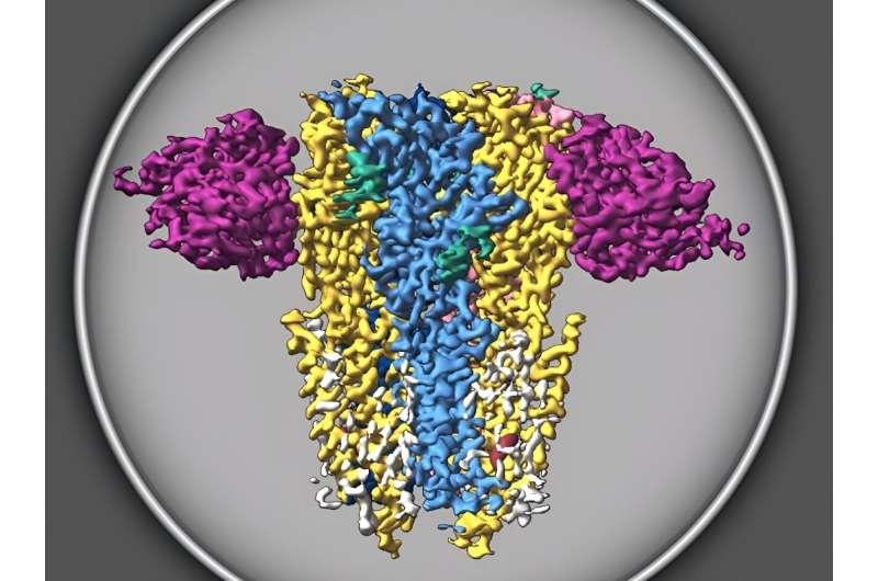 Study reveals structure of crucial receptor in brain development, function