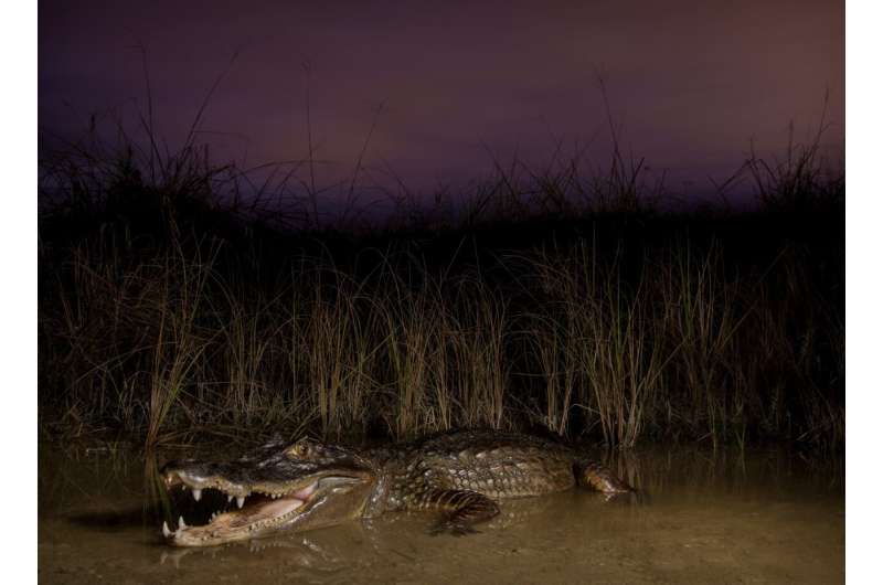Study reveals successful strategies for removing invasive caimans from Florida Everglades