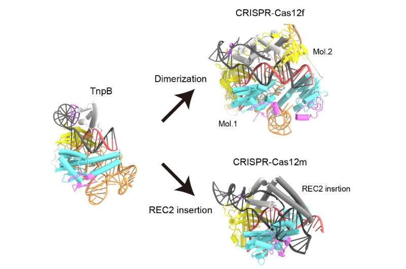 Study reveals the 3D structure of a protein involved in genome editing