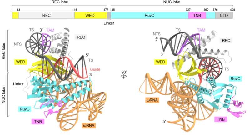 Study reveals the 3D structure of a protein involved in genome editing