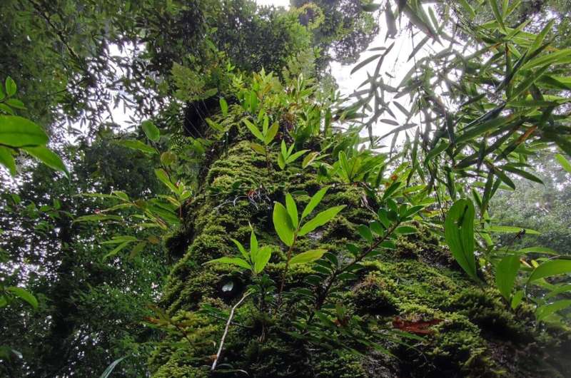 Study sheds light on differentiated nitrogen sources of co-occurring epiphytes in Chinese subtropical forests