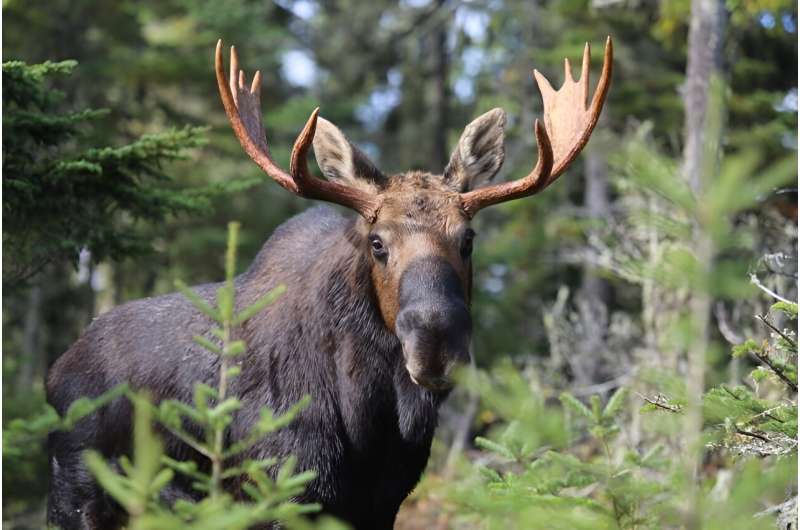 Study sheds light on the decline of Minnesota's moose population