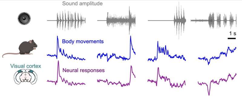 研究启示了sound-evoked鼠标视觉皮层的活动的起源