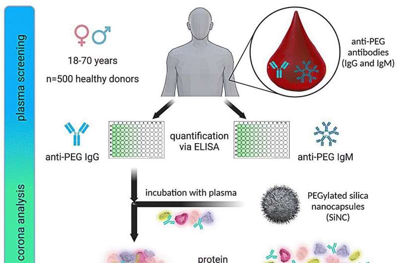 Nanocarriers study shows antibodies against polyethylene glycol in 83% of the German population