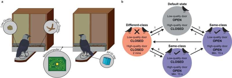 Study shows jackdaws switch friends to gain food, but stick with family