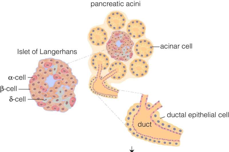 Study shows reactivation of beta-like cells in the pancreas to produce insulin