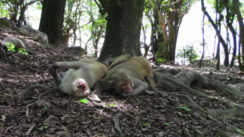 Study shows same-sex sexual behavior is widespread and heritable in macaque monkeys