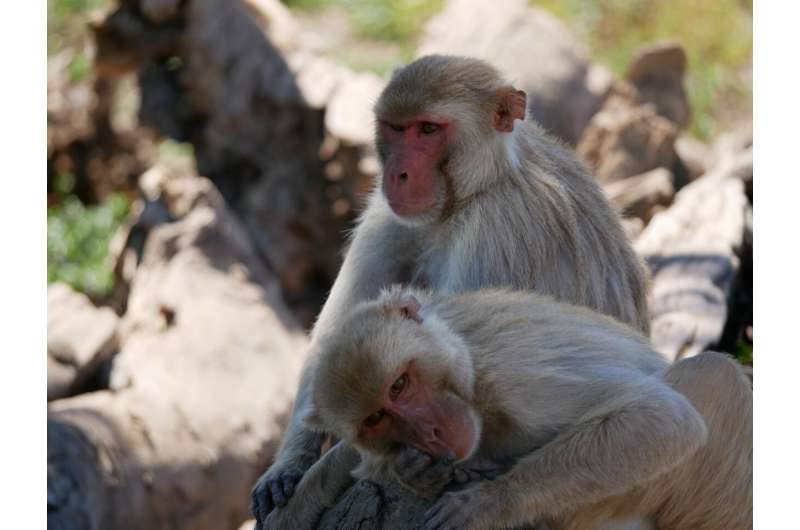 Study shows same-sex sexual behavior is widespread and heritable in macaque monkeys