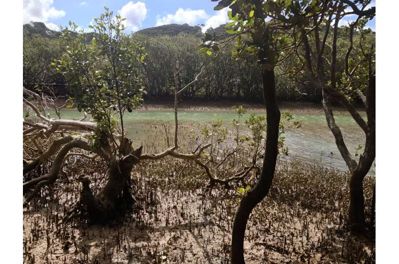 surprisng results around mangrove restoration