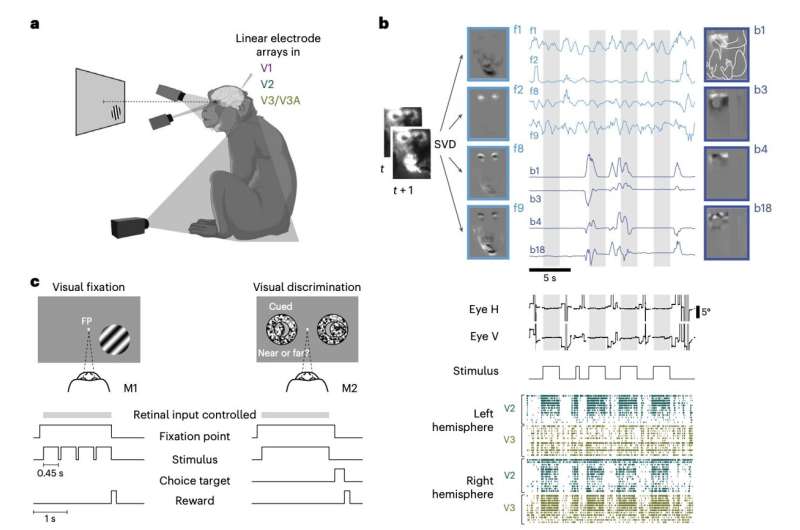 Study shows that activity in the primate visual cortex is minimally linked to spontaneous movements