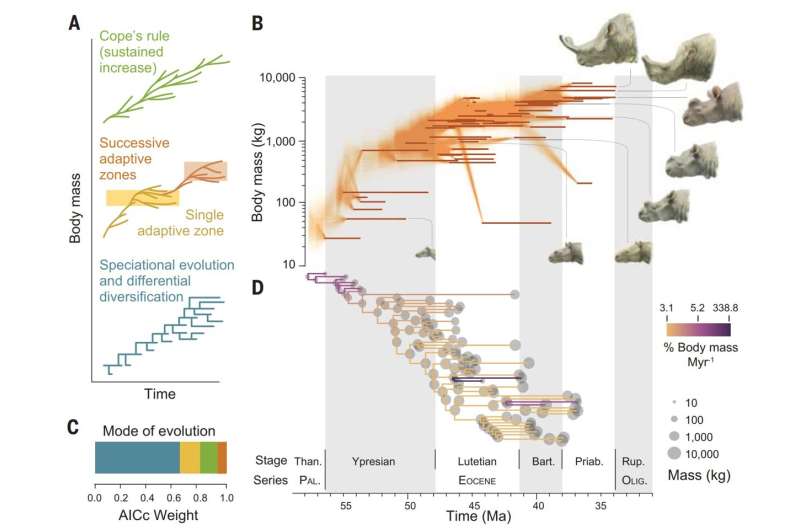 Study suggests differential species proliferation likely key to evolutionary increase in size of brontotheres