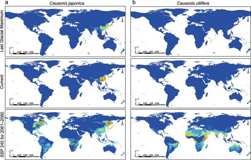Study suggests potential role of hybridization and polyploidization in species range expansion