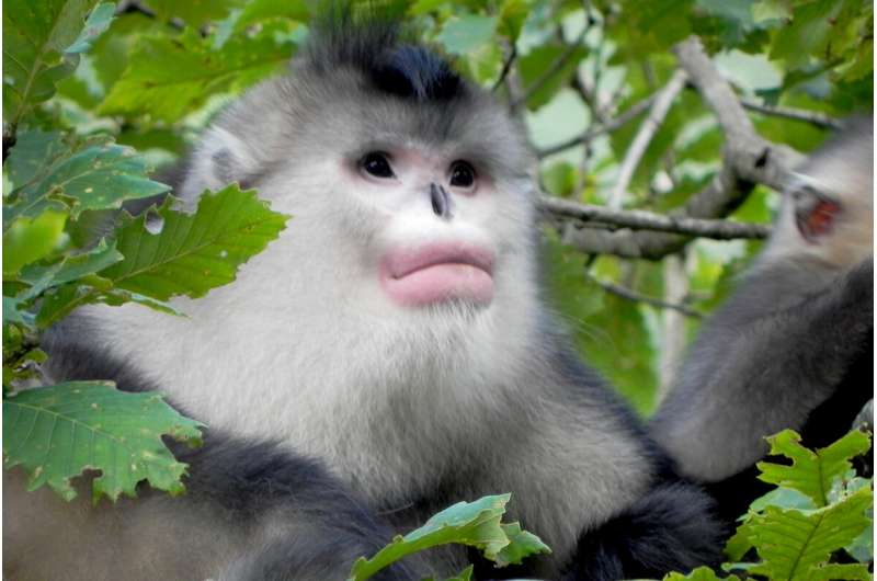 Study tracks social, genetic evolution in Asian colobine primates