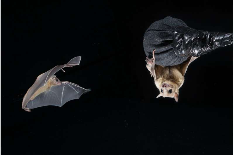 Study uncovers distinct time cell populations in the bat hippocampus