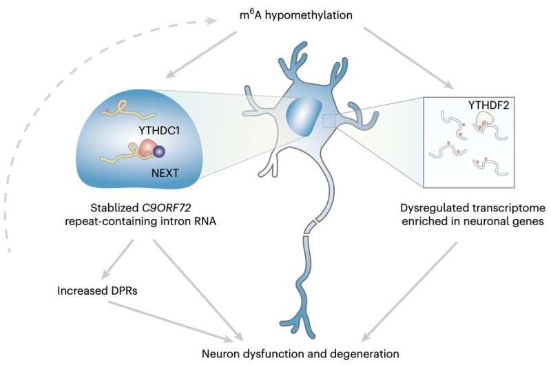Study unveils a new RNA dysregulation process that contributes to neurodegeneration