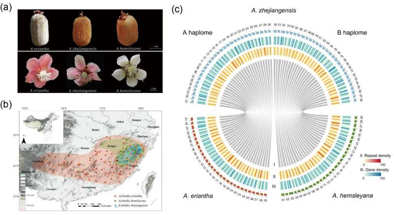 Study unveils dead-end hybridization between kiwifruit species