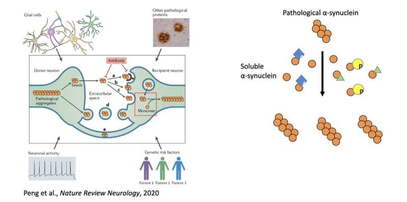 مطالعه مکانیسم تنظیم کننده انتقال پروتئین مرتبط با پیشرفت بیماری پارکینسون را نشان می دهد.