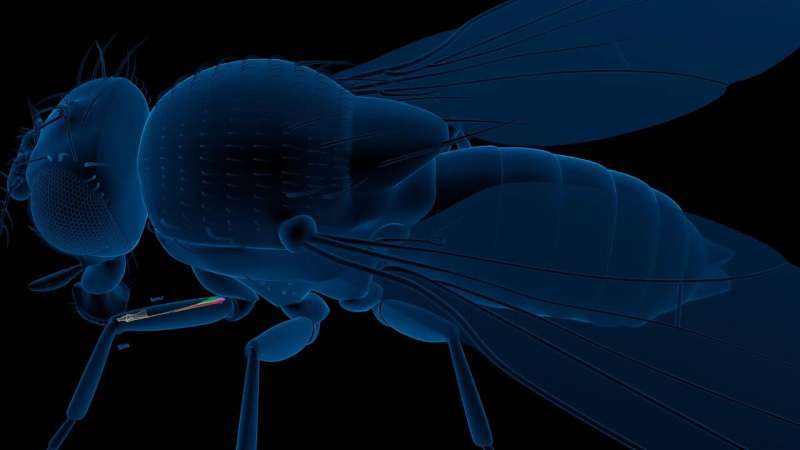 Study unveils new mechanical and neural processes underpinning proprioception in fruit flies 