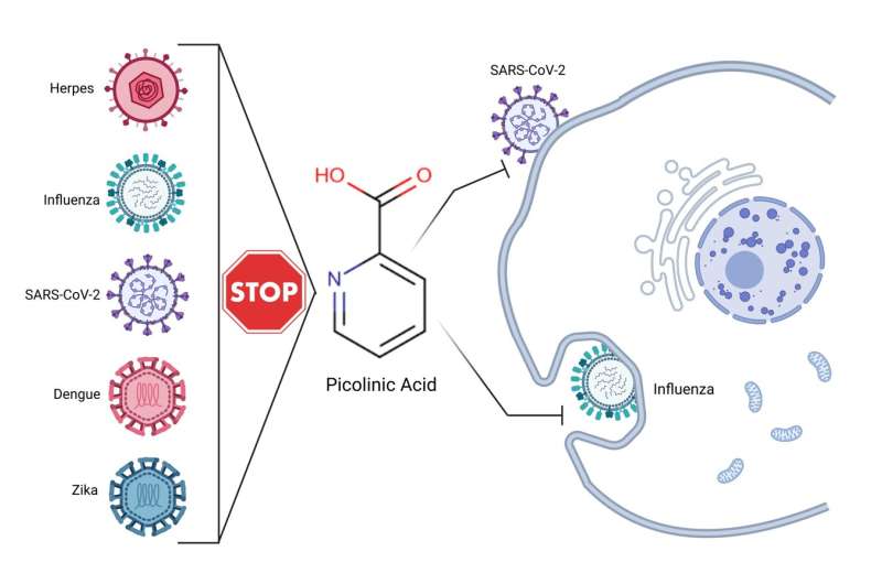 Study unveils picolinic acid's broad-spectrum antiviral abilities 