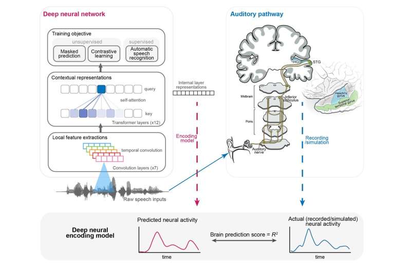 Study unveils similarities between the auditory pathway and deep learning models for processing speech