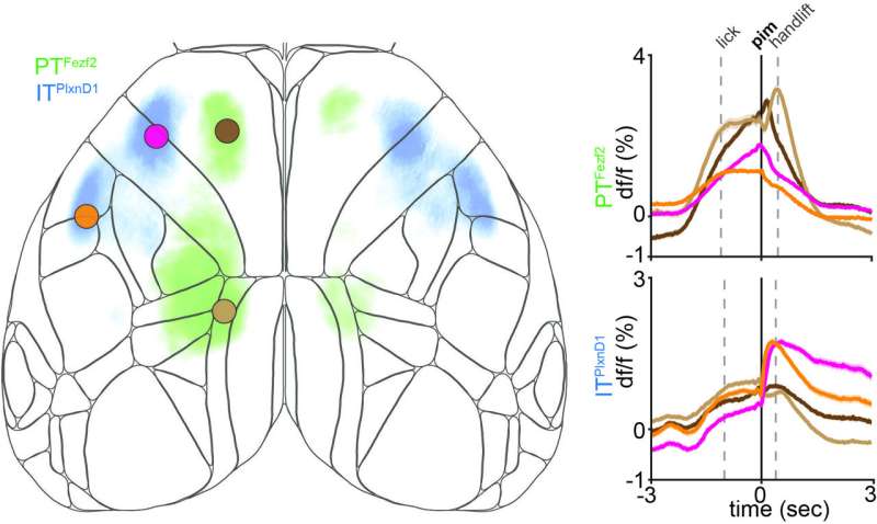 Study unveils the distinct activation patterns of glutamatergic projection neurons in the cortex of living mice