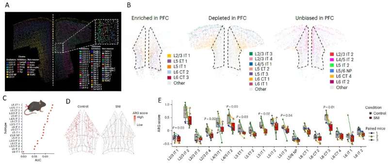 Study unveils the organizational complexity of the prefrontal cortex and neuron subtypes regulating chronic pain