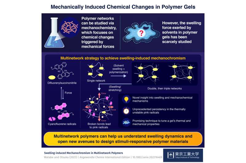 Studying polymer gels through the lens of mechanochemistry and solvent swelling