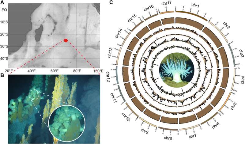 Studying sea anemone genes to learn how they survive near deep-sea hydrothermal vents