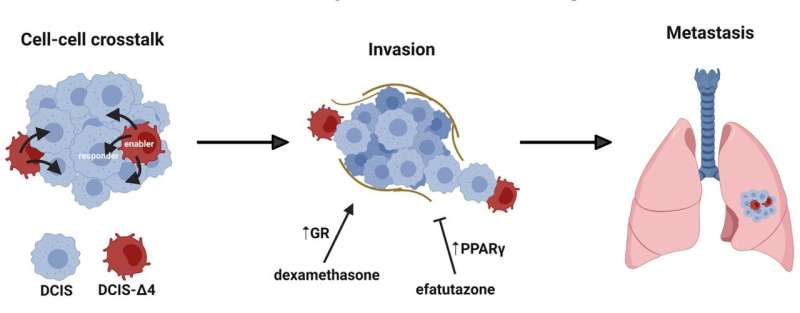 Subpopulations of AIB1-expressing breast cancer cells enable invasion and metastasis