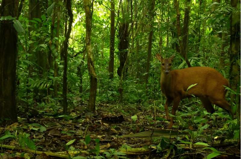 Subsistence poaching has little impact on biodiversity in the Amazon's environmental protection areas