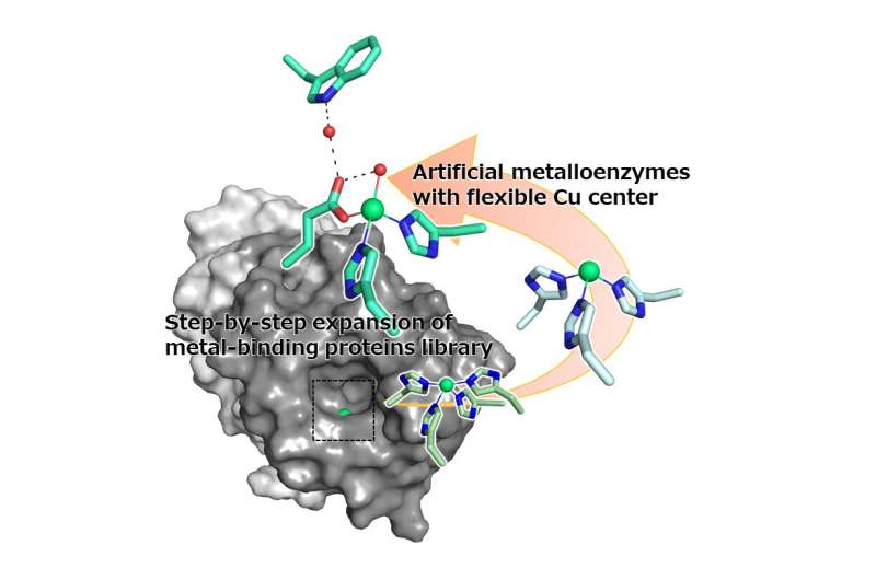 Success in simple creation of artificial metalloenzymes with high stereoselectivity