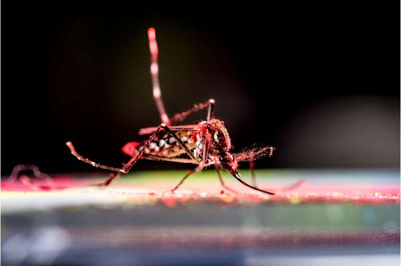 Success of Wolbachia-infected mosquitoes in fighting dengue may be underestimated