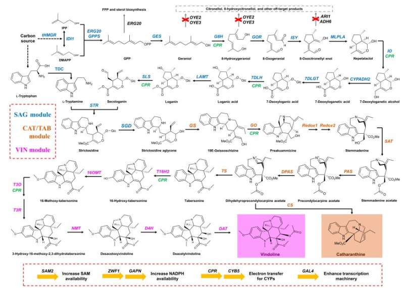 Successful biosynthesis of the precursors of powerful anticancer drug vinblastine in yeast