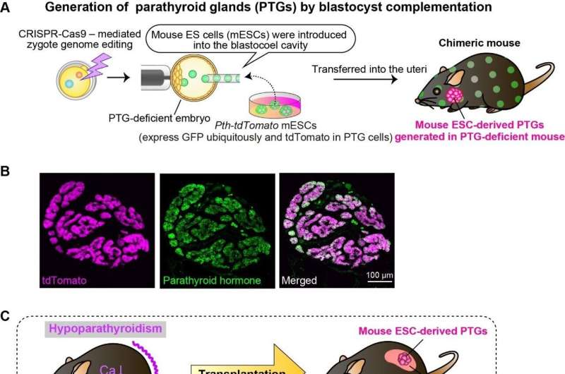 Successful generation of functional parathyroid glands from mouse embryonic stem cells