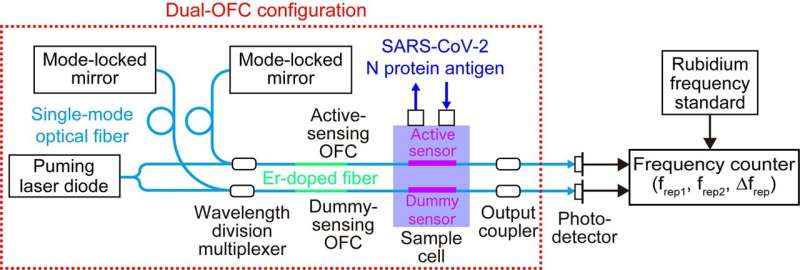 Successful optical biosensing using dual optical combs: High sensitivity and rapid detection of biomolecules with promising prospects