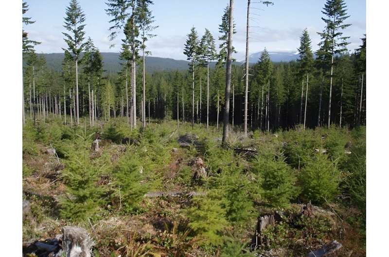 La gestión exitosa de los bosques debe incluir la protección de la vida oculta bajo tierra