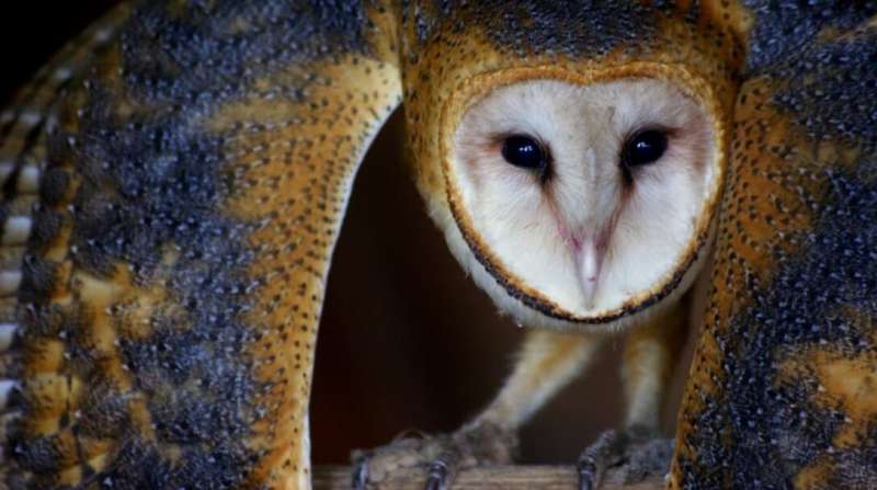 Sulfur may be partly responsible for reddish feathers in barn owls on remote islands