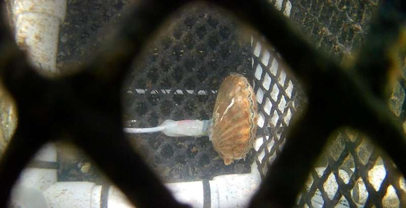 Summer heatwaves, low oxygen proves deadly for bay scallops as New York fishery collapses