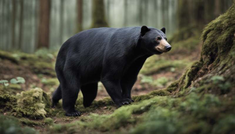 Sun bears appear so human-like they are mistaken for people in suits—experts explain