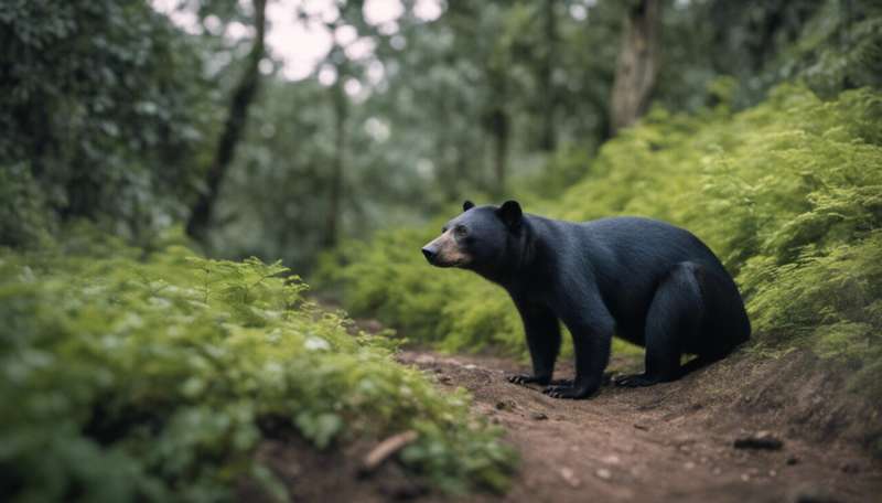 Sun bears appear so human-like they are mistaken for people in suits—experts explain