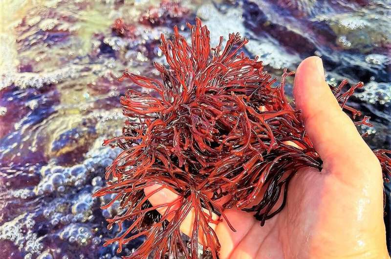 "Super Seaweed" produces natural health compounds and medicine from the sea